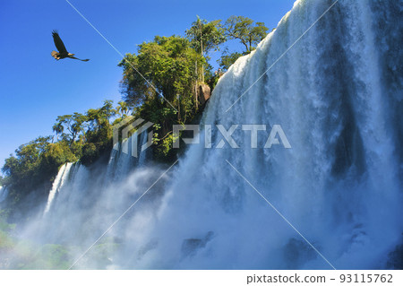 An eagle floating in the sky above the World Heritage Iguazu Falls 93115762
