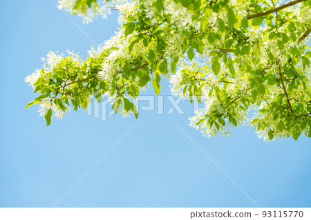 南迦文字樹在春天開花 南迦文字樹在春天開花 93115770