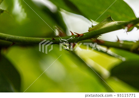 雨後的植物,微距攝影 雨後的植物,微距攝影 93115771