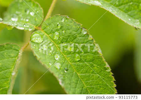 雨後的植物,微距攝影 雨後的植物,微距攝影 93115773