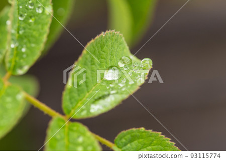 雨後的植物,微距攝影 雨後的植物,微距攝影 93115774