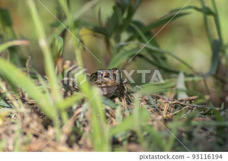 A frog is sitting in the green grass to bask in the sunlight. A frog is sitting in the green grass to bask in the sunlight. 93116194