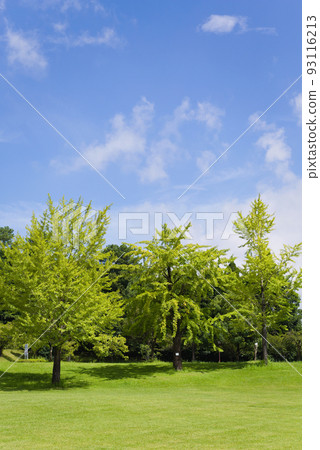 Blue sky in early summer after the rainy season 93116213