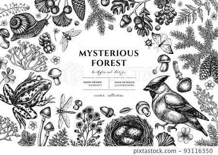 Mysterious forest hand drawn illustration design. Background with sketch waxwing, snail, nest, pool frog, moss, spruce branch, pine cones, chamomile, mushrooms, insect, porcini, red currant, oak 93116350