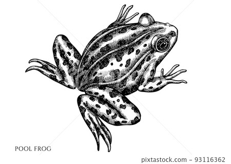 Mysterious forest vintage vector illustrations collection. Black and white pool frog. Mysterious forest vintage vector illustrations collection. Black and white pool frog. 93116362
