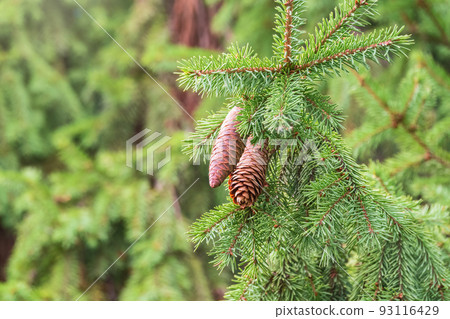 Green spruce branches with needles and cones in autumn. Green spruce branches with needles and cones in autumn. 93116429