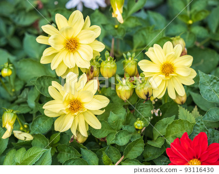 A wonderful Yellow dahlia flower is blooming in the garden. A wonderful Yellow dahlia flower is blooming in the garden. 93116430