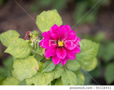 Red Dahlia pinnata summer in garden 93116431