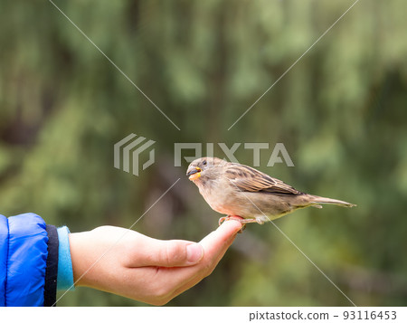 The boy feeds the birds with seeds from his hand. Sparrow eats seeds from the boy's hand 93116453