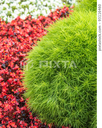 Landscape background with bright red flower beds blossoming against green tall grass Landscape background with bright red flower beds blossoming against green tall grass 93116460