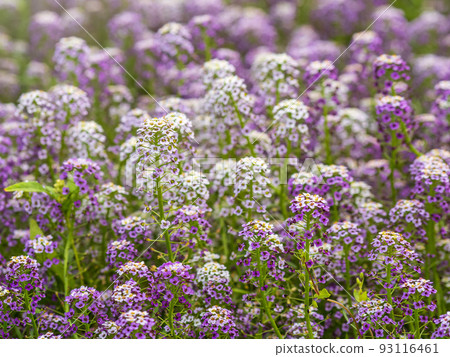 Dainty purple and white flowers of Lobularia maritima Alyssum maritimum, sweet alyssum or sweet alison 93116461