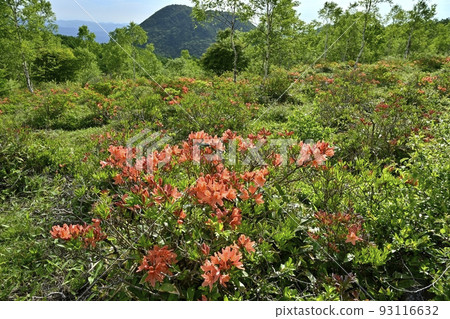 Rhododendron azalea colony in bloom at Yunomaru Kogen Tsutsujidaira Rhododendron azalea colony in bloom at Yunomaru Kogen Tsutsujidaira 93116632