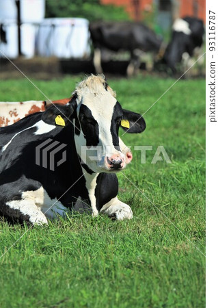 牧場景觀-荷斯坦奶牛 93116787