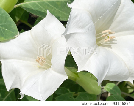 牽牛花 牽牛花 93116855