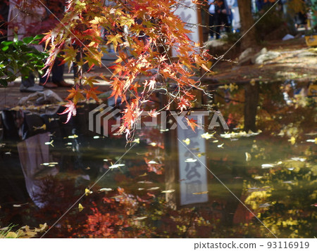 Autumn leaves of Sogaki Park Autumn leaves of Sogaki Park 93116919