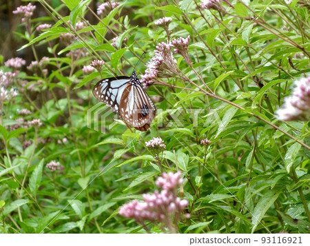 Asagi madara和Fuji Bakama 93116921