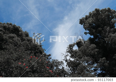 Forest with red one point Forest with red one point 93117003