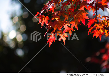 秋葉的特寫 93117028