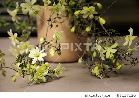 Clematis Petriei in elegant colors Clematis Petriei in elegant colors 93117120