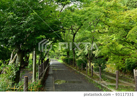 Kyoto · Philosophy road 93117331