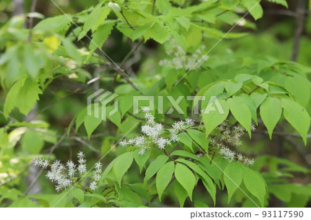 Onuma Quasi-National Park Aodamo 93117590