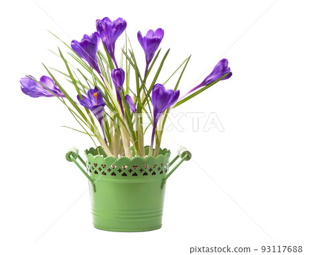 Crocus flower in the spring isolated on white. 93117688
