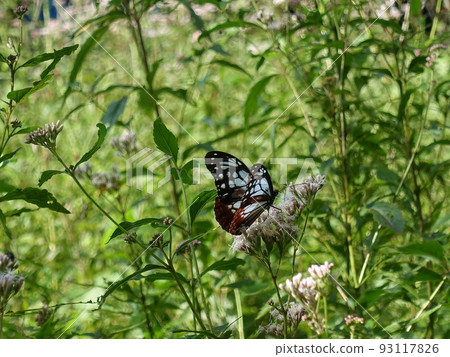 chestnut tiger butterfly butterfly 93117826