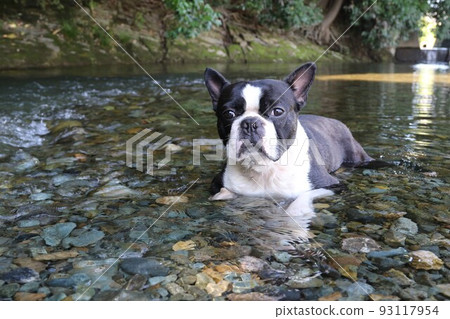 波士頓梗犬 Mighty-kun 躺在常川町的常岐川淺水區,這裡是河裡玩耍的熱門場所。 波士頓梗犬 Mighty-kun 躺在常川町的常岐川淺水區,這裡是河裡玩耍的熱門場所。 93117954