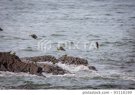 Green pigeons come to drink seawater (Oiso Town, Kanagawa Prefecture) Green pigeons come to drink seawater (Oiso Town, Kanagawa Prefecture) 93118199