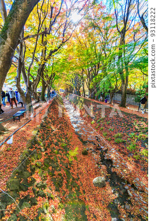 山梨縣紅葉走廊的紅葉 山梨縣紅葉走廊的紅葉 93118222