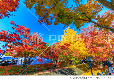 山梨縣紅葉走廊的紅葉 93118237