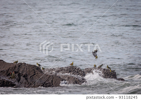 綠鴿來喝海水(神奈川縣大磯町照崎海灘) 綠鴿來喝海水(神奈川縣大磯町照崎海灘) 93118245