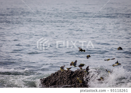 青鴿來喝海水（大磯町照崎海灘） 93118261