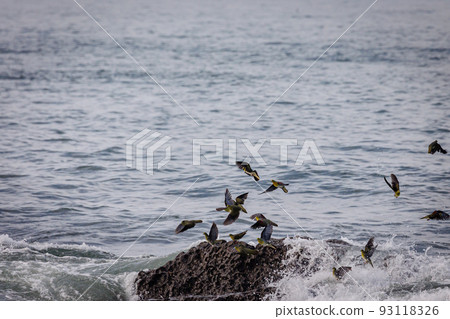 青鴿來喝海水(大磯町照崎海灘) 青鴿來喝海水(大磯町照崎海灘) 93118326