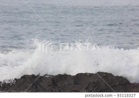 Green pigeons come to drink seawater (Terugasaki Beach, Oiso Town, Kanagawa Prefecture) 93118327