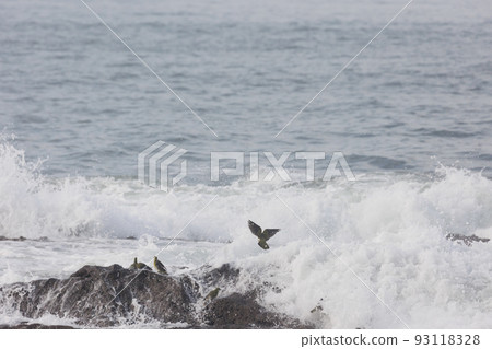 Green pigeons come to Terugasaki Beach to drink seawater (Oiso Town, Kanagawa Prefecture) Green pigeons come to Terugasaki Beach to drink seawater (Oiso Town, Kanagawa Prefecture) 93118328