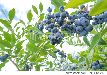 blueberry fruit on tree 93118392