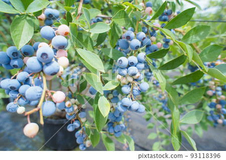 blueberry fruit on tree 93118396