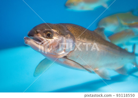 Lake Shikotsu Visitor Center Fish in the Himemasu Aquarium (Lake Shikotsu, Chitose City, Hokkaido) 93118550