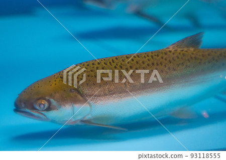 Lake Shikotsu Visitor Center Fish in the Himemasu Aquarium (Lake Shikotsu, Chitose City, Hokkaido) 93118555