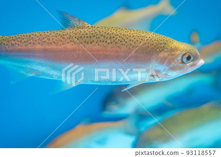 Lake Shikotsu Visitor Center Fish in the Himemasu Aquarium (Lake Shikotsu, Chitose City, Hokkaido) 93118557