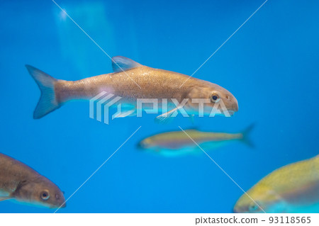 Lake Shikotsu Visitor Center Fish in the Himemasu Aquarium (Lake Shikotsu, Chitose City, Hokkaido) 93118565