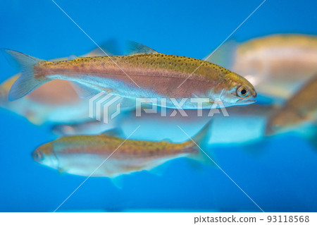 Lake Shikotsu Visitor Center Fish in the Himemasu Aquarium (Lake Shikotsu, Chitose City, Hokkaido) 93118568