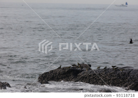 Green pigeons come to drink seawater (Terugasaki Beach, Oiso Town) 93118718