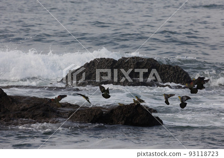 Green pigeons come to drink seawater (Terugasaki Beach, Oiso Town) 93118723