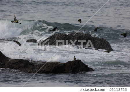 Green pigeons come to drink seawater (Terugasaki Beach, Oiso Town, Kanagawa Prefecture) Green pigeons come to drink seawater (Terugasaki Beach, Oiso Town, Kanagawa Prefecture) 93118733