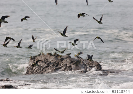綠鴿來到照崎海灘喝海水(神奈川縣大磯町) 綠鴿來到照崎海灘喝海水(神奈川縣大磯町) 93118744