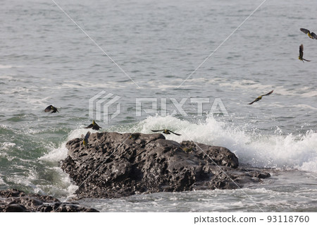 Green pigeons come to Terugasaki Beach to drink seawater (Oiso Town, Kanagawa Prefecture) 93118760