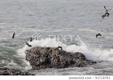 Green pigeons come to Terugasaki Beach to drink seawater (Oiso Town, Kanagawa Prefecture) 93118763