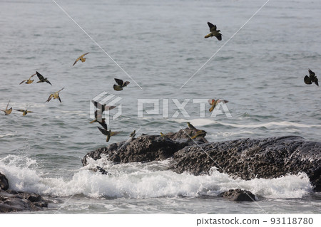 綠鴿成群飛來喝海水(神奈川縣大磯町照崎海灘) 綠鴿成群飛來喝海水(神奈川縣大磯町照崎海灘) 93118780